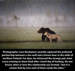 bear and wolf friendship