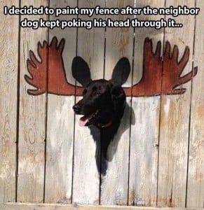 dog fence
