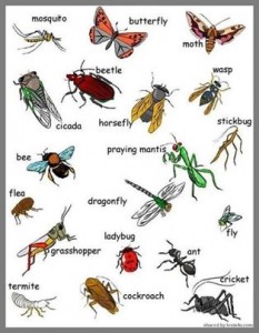 insects poster