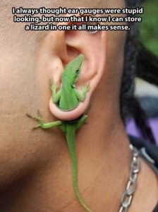 ear gauge lizard