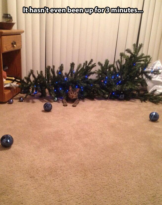 Christmas-tree-cat