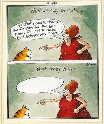 cats-what we say