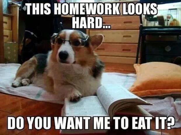homework-dog-eat