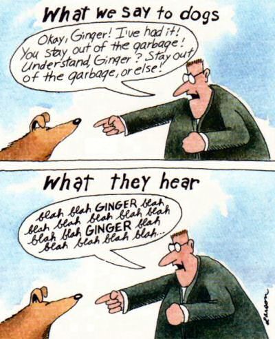 what dogs hear