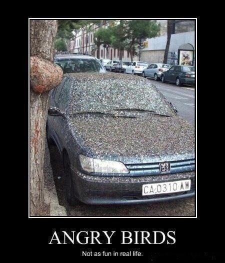 angry birds real life