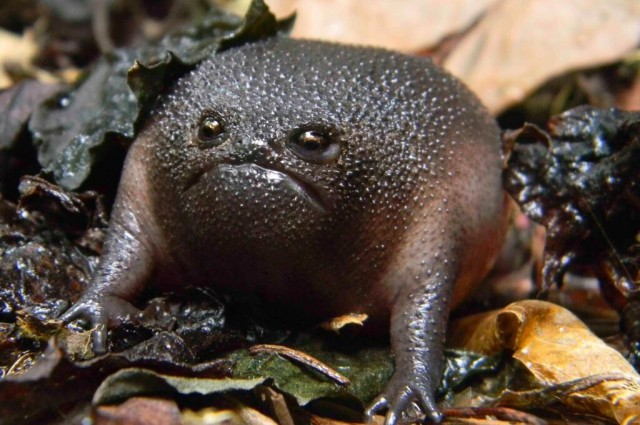 blackrainfrog