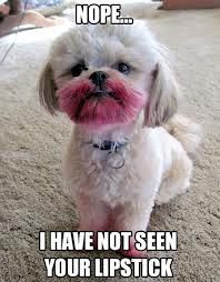 dog ate lipstick