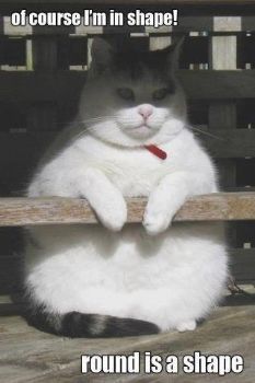 fat cat round shape