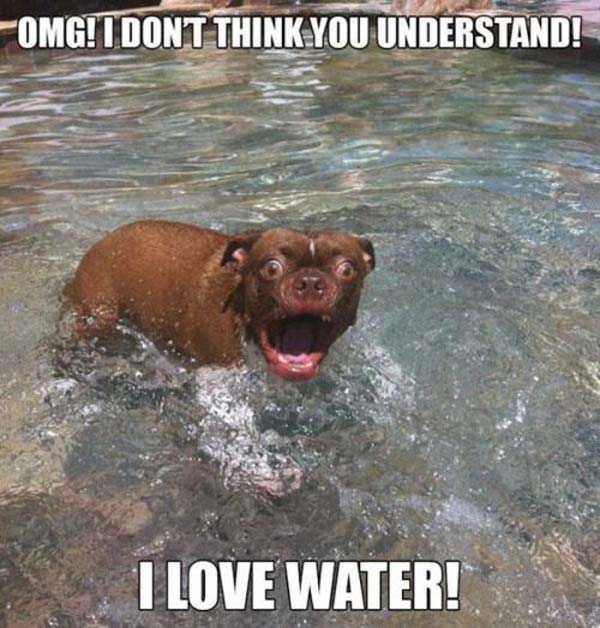 dog loves water