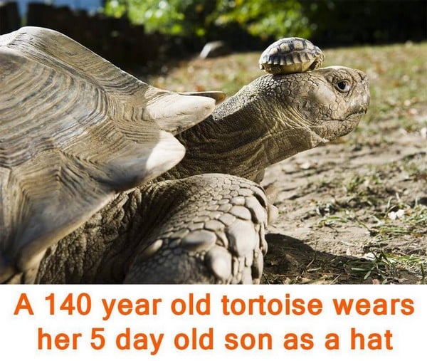tortoise and baby