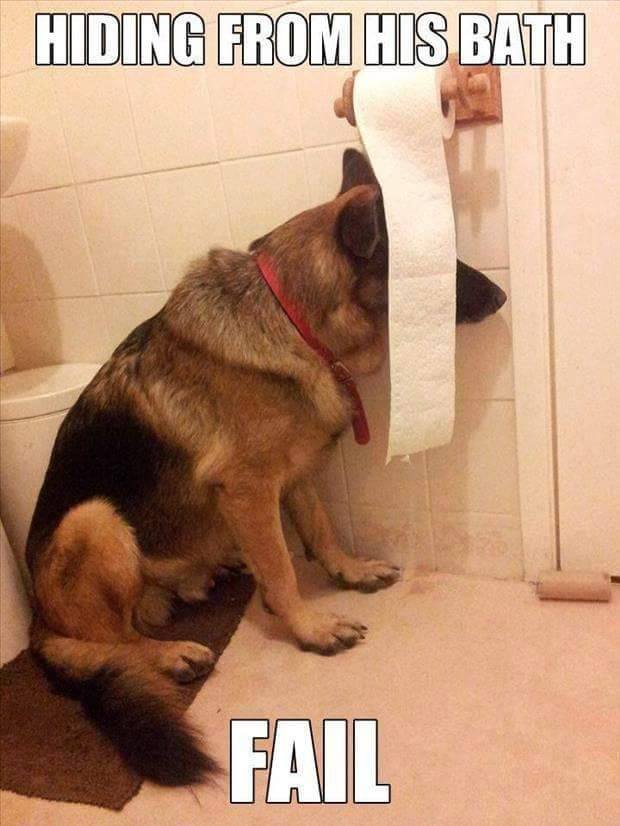 dog hiding from bath fail