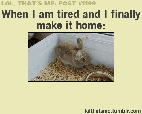 tired rabbit