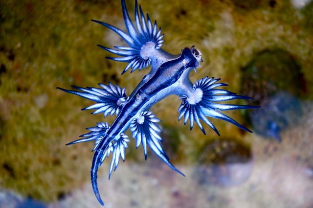 blue_dragon-glaucus_atlanticus