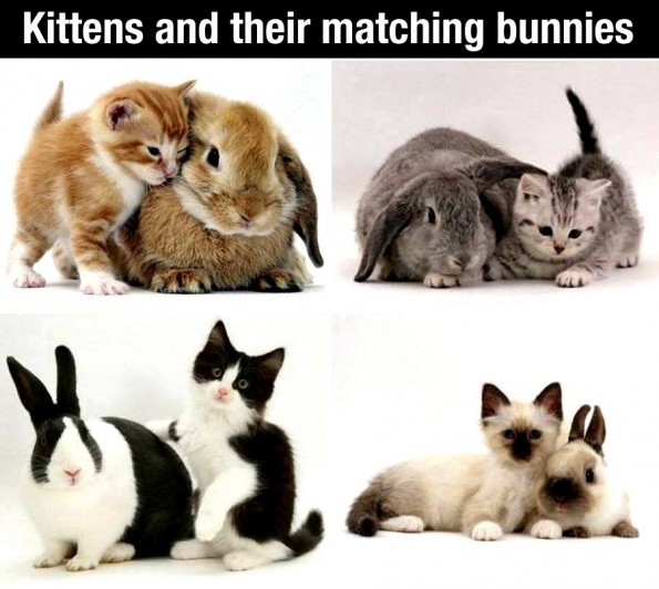 kittens and bunnies