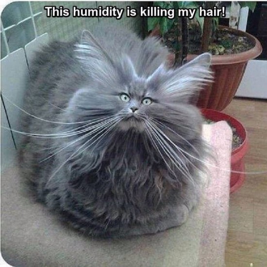 humidity cat