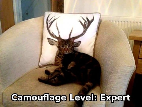 camouflaged cat