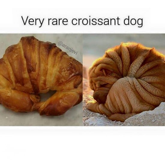 croissant dog