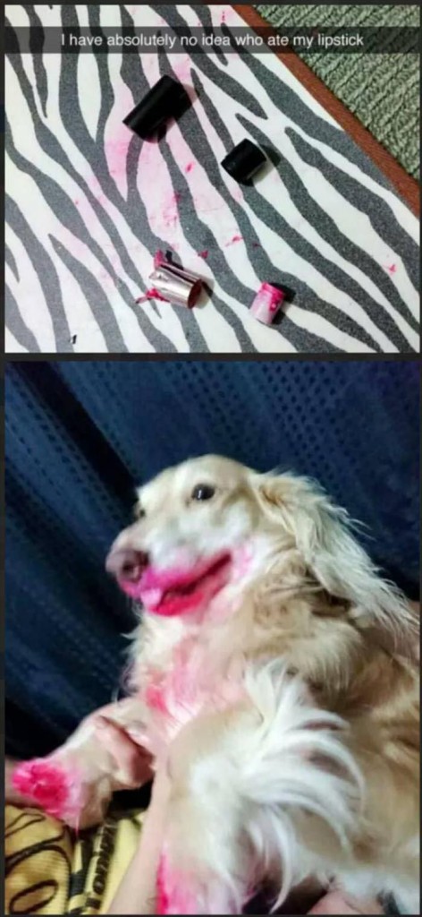 dog eating lipstick