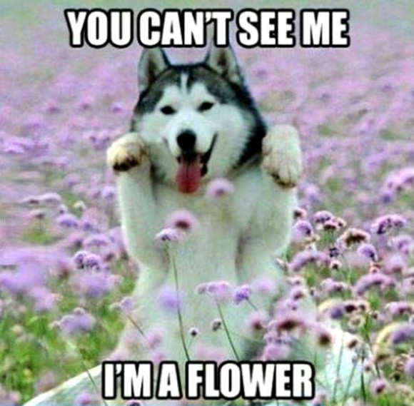 dog flower