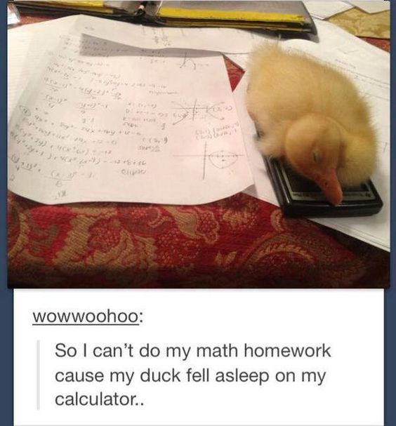 duck on calculator