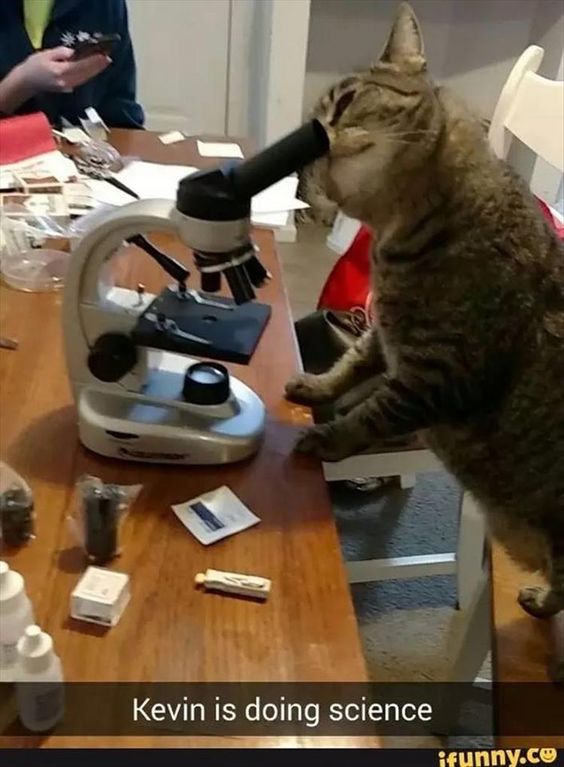 cat doing science