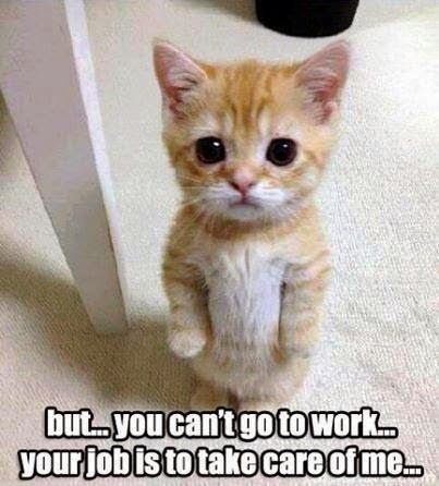 kitten cant go to work