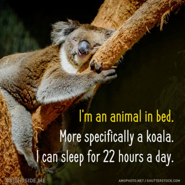 koala bear sleep