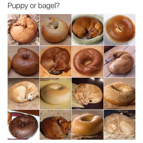 puppy or bagel