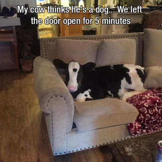 cow thinks a dog