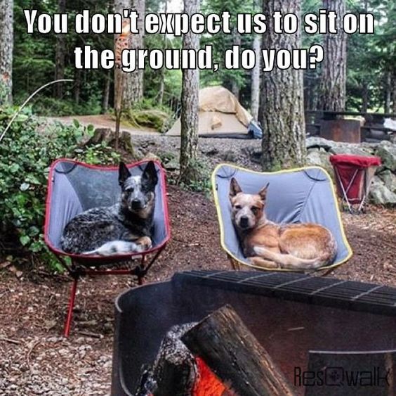 dogs camping
