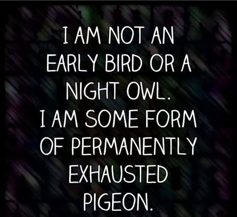 permanently exhausted pigeon