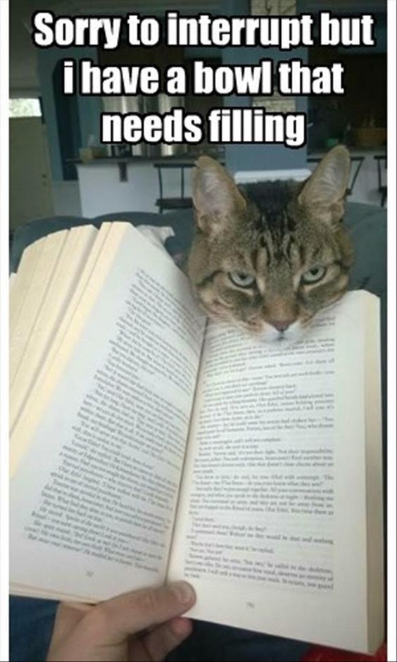 cat-interrupt-reading