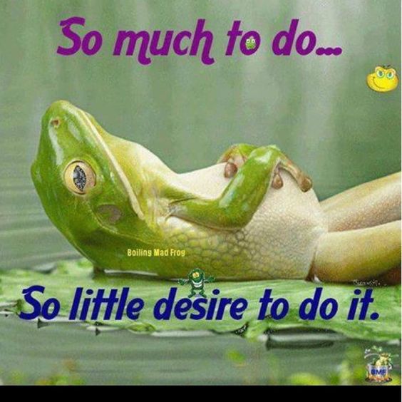 so-much-to-do-frog