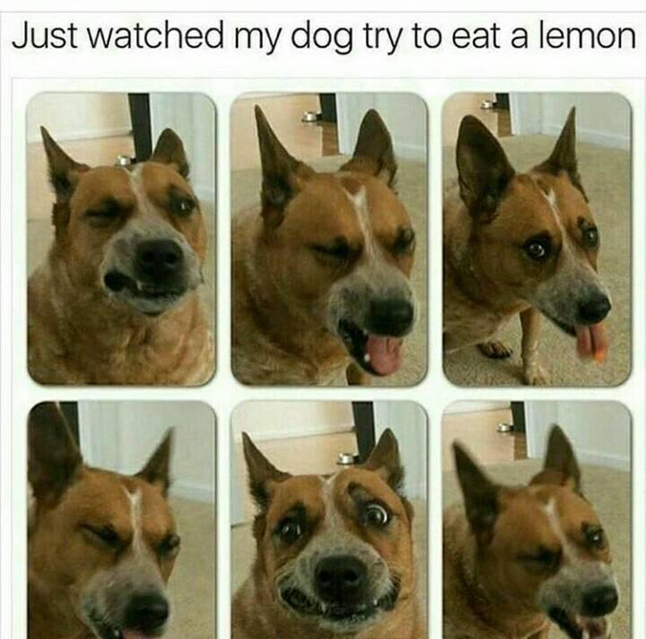 eating-a-lemon