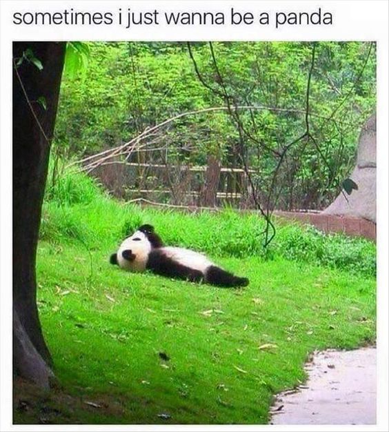 sometimes-want-to-be-panda