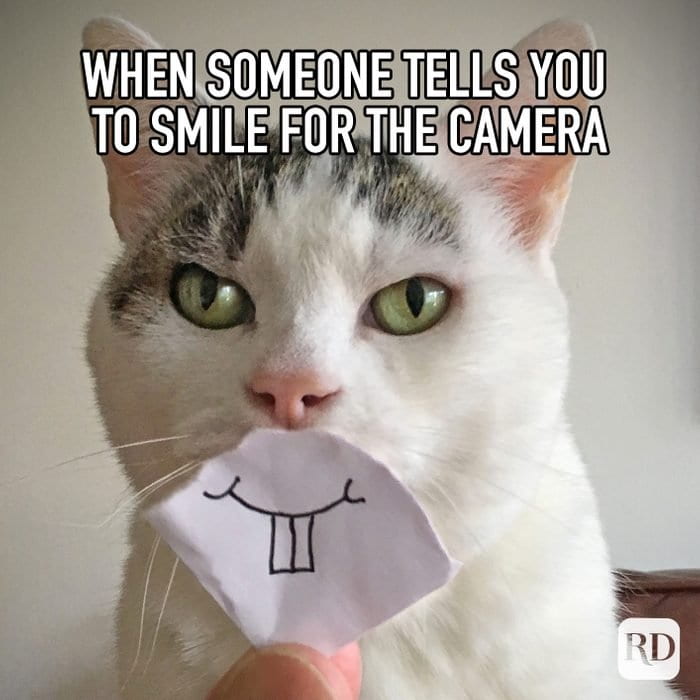 https://englishblogmmg.edublogs.org/files/2022/10/cat-smile-for-the-camera.jpg